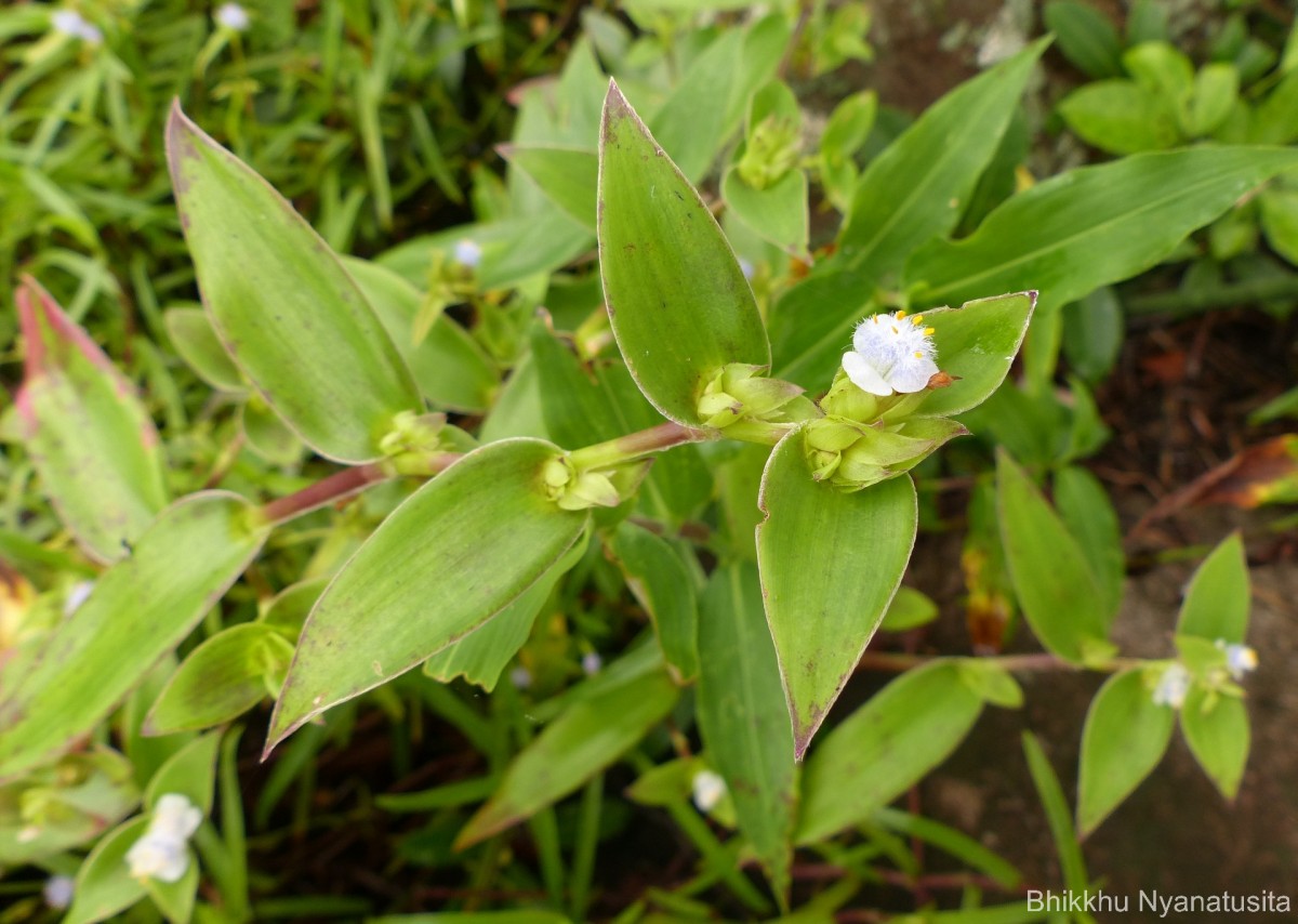 Cyanotis villosa (Spreng.) Schult. & Schult.f.